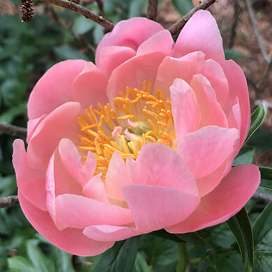 Photo by Landscape Details